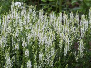 Szałwia omszona 'Salute White' PBR Salvia nemorosa 'Salute White' PBR 