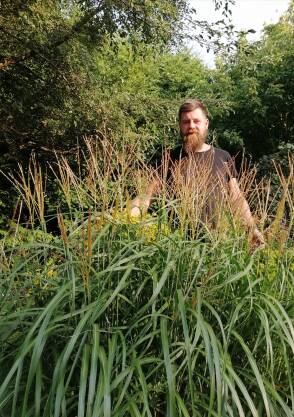 Miskant chiński 'Korea' Miscanthus sinensis 'Korea' 