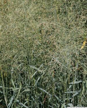 Proso rózgowate 'Prairie Sky'  Panicum virgatum 'Prairie Sky' DOSTĘPNE PO 15 CZERWCA 2024