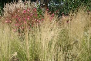 Stipa cieniutka 'Pony Tails' Stipa tennuissima 'Pony Tails' DOSTĘPNA PO 15 CZERWCA 2024