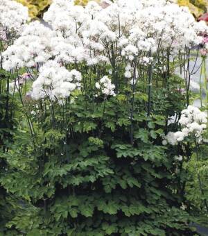 Rutewka orlikolostna 'Nimbus White'  Thalictrum aquilegifolium 'Nimbus White'