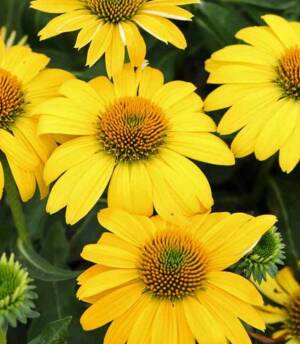 Jeżówka ogrodowa 'Fountain Yellow' PBR Echinacea purpurea 'Fountain Yellow' PBR 