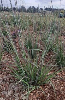 Palczatka miotlasta 'Standing Ovation' Schizachyrium scoparium 'Standing Ovation'