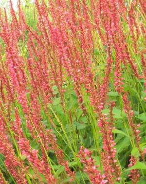 Rdest himalajski 'Orange Field'' Persicaria amplexicaulis 'Orange Field'