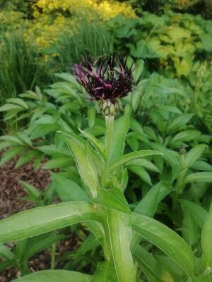 Chaber górski 'Jordy' Centaurea montana 'Jordy' DOSTĘPNY PO 15 CZERWCA 2024