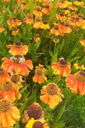 Dzielżan ogrodowy 'Sahin Early Flowerer'  Helenium x hybridum 'Sahin Early Flowerer'  