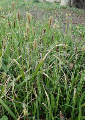 Turzyca orzęsiona 'Copenhagen select' Carex pilosa 'Copenhagen select' 