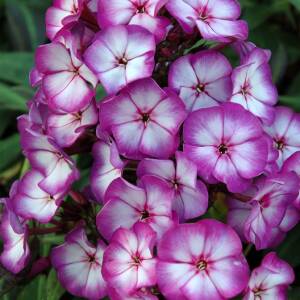 Floks wiechowaty 'Sweet Summer Fantasy ' Phlox paniculata 'Sweet Summer Fantasy'