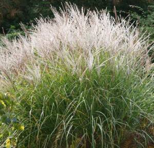 Miskant chiński 'Silberspinne' Miscanthus sinensis 'Silberspinne' DOSTĘPNY PO 15 CZERWCA 2024