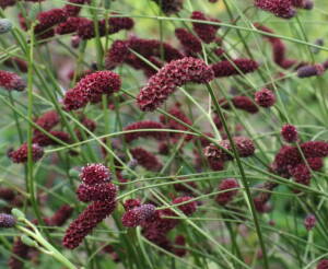 Krwiściąg lekarski 'Arnhem' Sanguisorba officinalis 'Arnhem' DOSTĘPNY PO 15 CZERWCA 2024