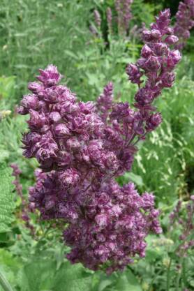 Szałwia omszona 'Plumosa'  Salvia nemorosa 'Plumosa'