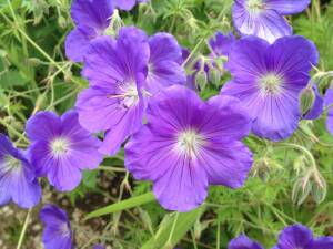 Bodziszek ogrodowy 'Orion' Geranium hybrida 'Orion' DOSTĘPNY PO 15 CZERWCA 2024