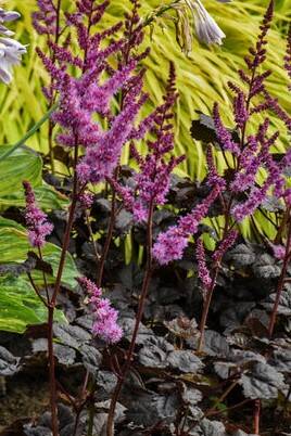 Tawułka ogrodowa 'Dark Side of the Moon' Astlbe x hybrida 'Dark Side of The Moon' 