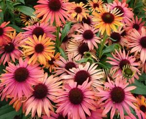 Jeżówka ogrodowa 'Fountain Orange Bicolour' PBR Echinacea purpurea 'Fountain Orange Bicolour',PBR 