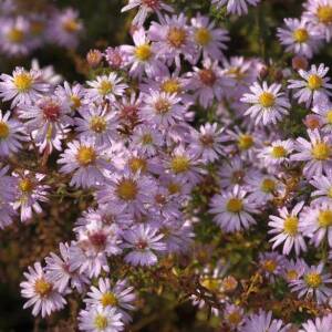 Aster wrzosolistny 'Pink Cloud' Aster ericoides 'Pink Cloud' DOSTĘPNY PO 15 CZERWCA 2024