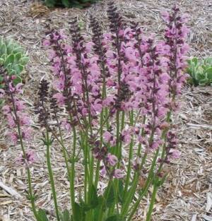 Szałwia łąkowa 'Eveline'  Salvia pratense 'Eveline'