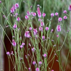 Krwiściąg lekarski 'Pink Tanna' Sanguisorba officinalis 'Pink Tanna' WYSYŁKA PO 15 CZERWCA 2024