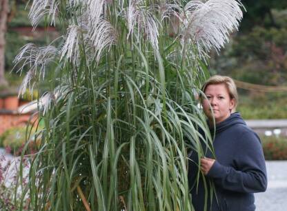 Trawy miejsc słonecznych