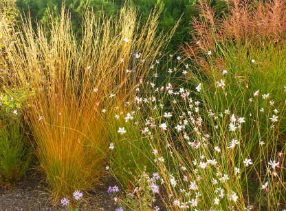 Trawy miejsc cienistych