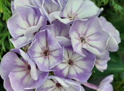 Byliny miejsc słonecznych