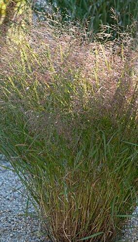 Proso rózgowate 'Warrior' Panicum virgatum 'Warrior'