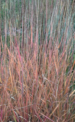 Trawa indiańska JS 'Active Vulcano' Sorghastrum nutans JS 'Active Vulcano' 