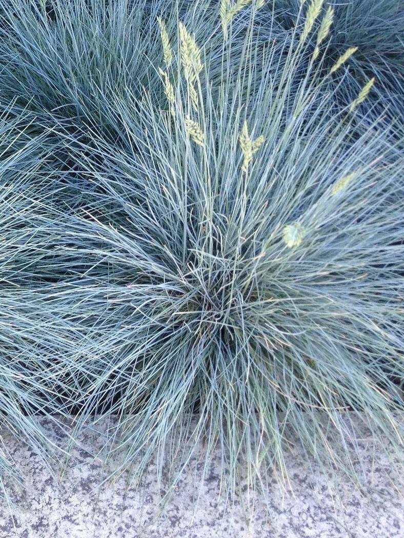 Kostrzewa sina 'Elijah Blue' Festuca glauca 'Elijah Blue'