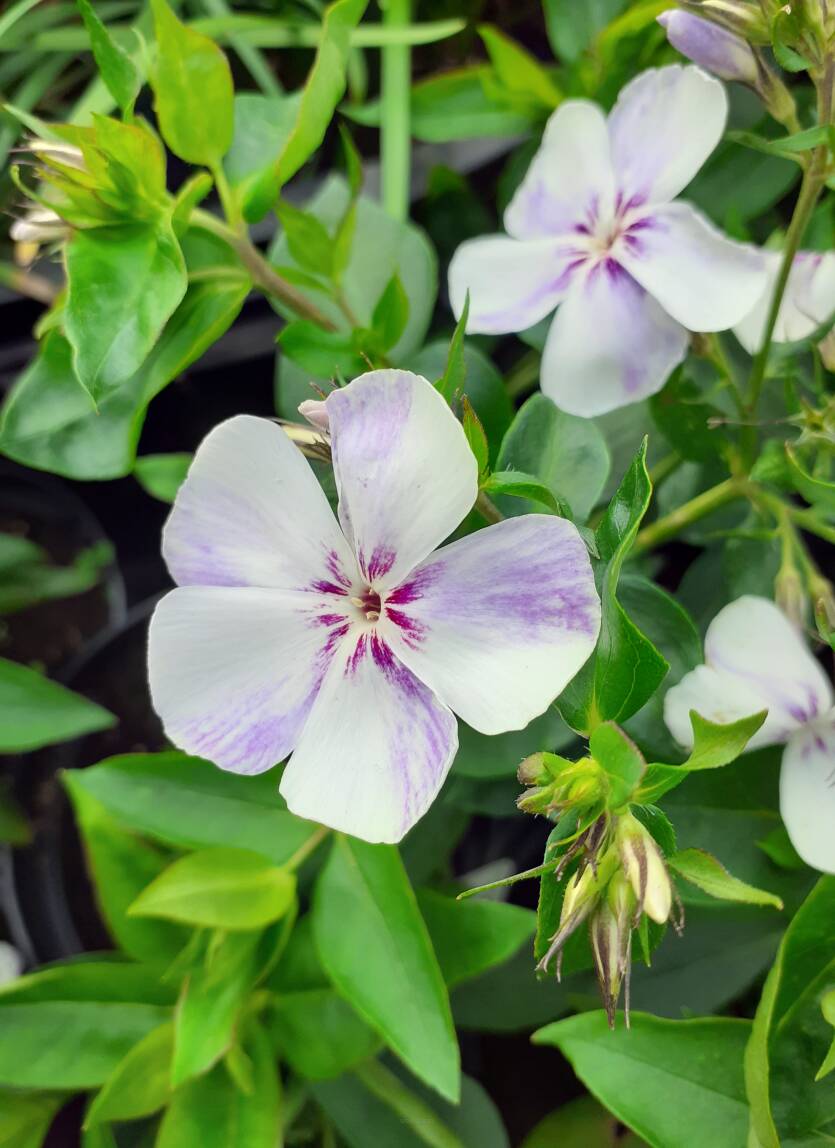 Floks wiechowaty 'Flame Light Blue ' Phlox paniculata 'Flame Light Blue'