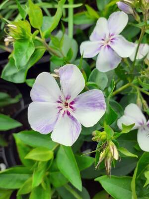 Floks wiechowaty 'Flame Light Blue ' Phlox paniculata 'Flame Light Blue'