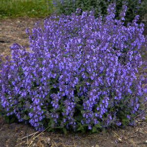 Kocimiętka Faassena 'Picture Purffect' Nepeta faassenii 'Picture Purffect'