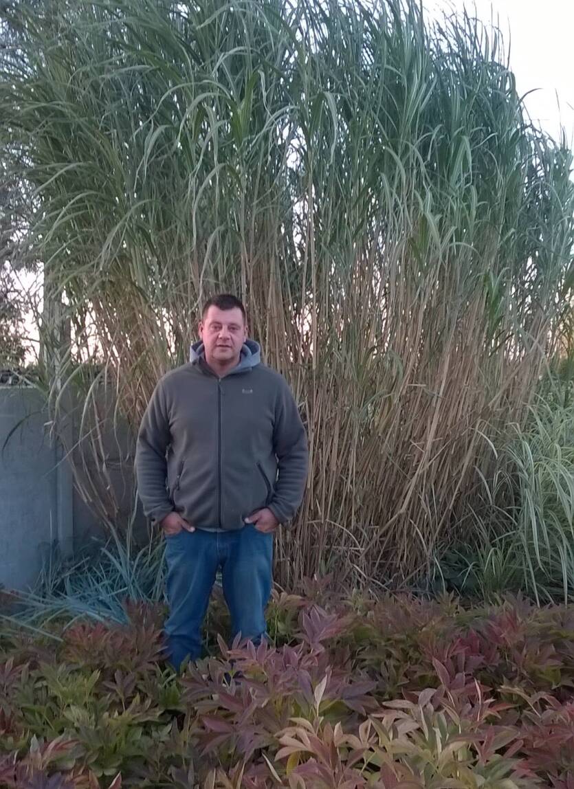 Miskant olbrzymi Miscanthus giganteus