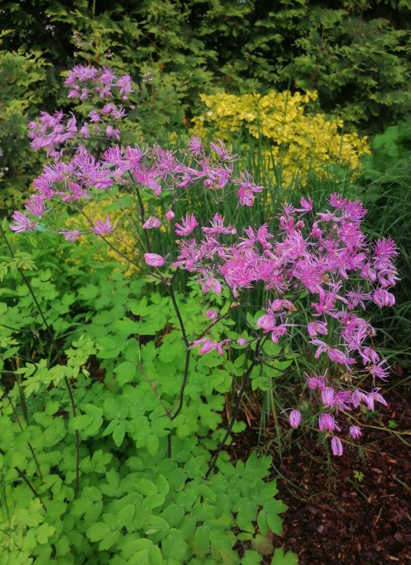 Rutewka orlikolistna 'Black Stocking' Thalictrum aquilegifolium 'Black Stocking'