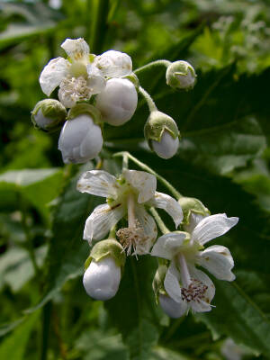 Ślazowiec pensylwański Sida hermaphrodita