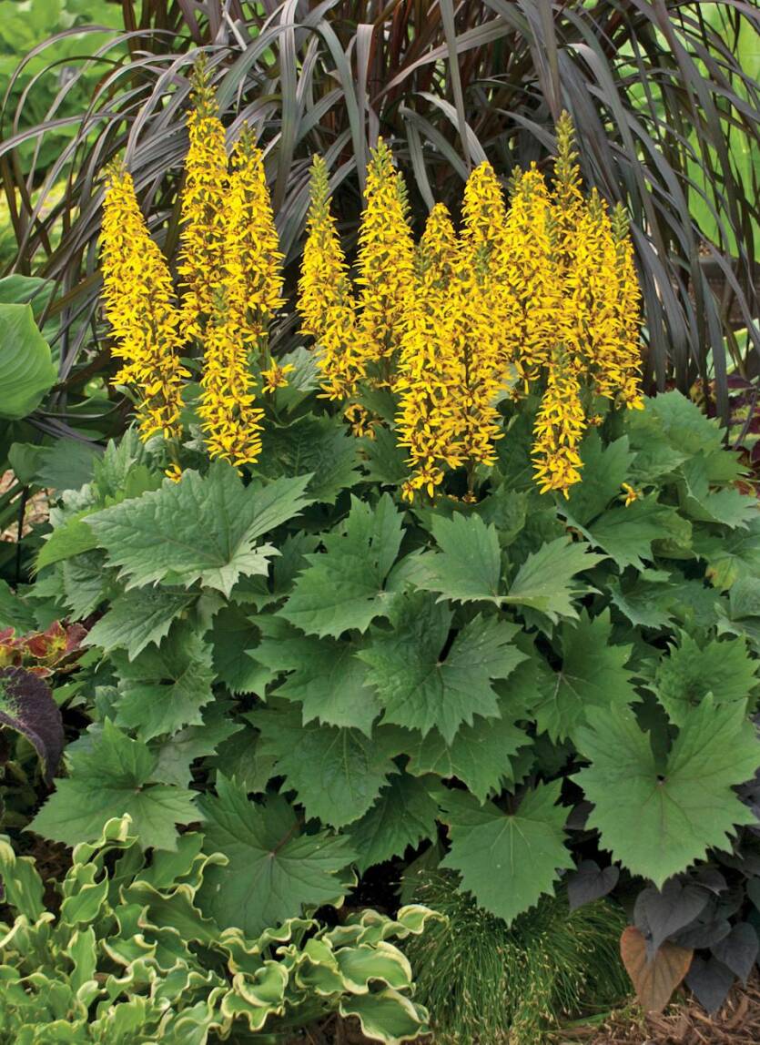 Języczka wąskogłówkowa 'The Rocket'  Ligularia stenocephala 'The Rocket'