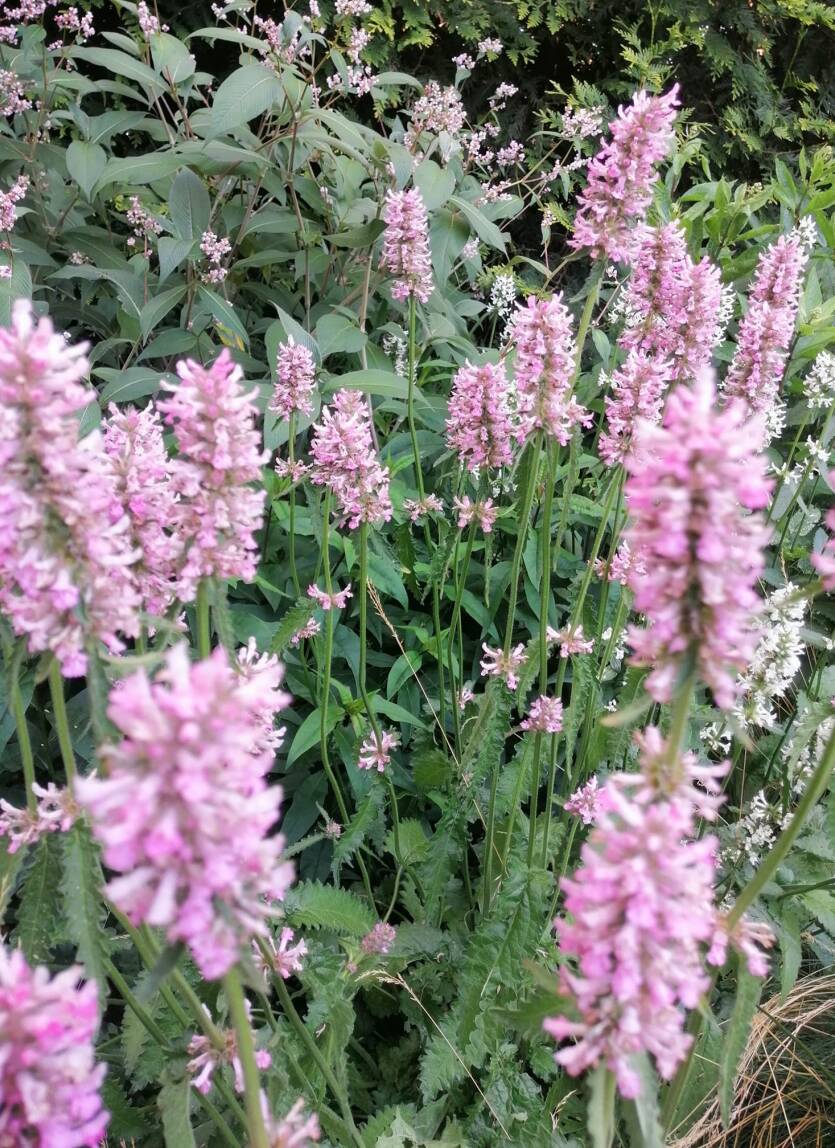Czyściec wielkokwiatowy 'Rosea' Stachys macrantha 'Rosea'