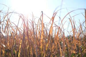 Imperata cylindryczna Imperata cylindrica