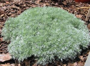 Bylica Schmidta 'Silver Mound' Artenisia schmidtiana 'Silver Mound' 