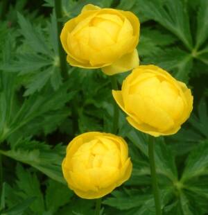 Pełnik ogrodowy 'Superbus'  Trollius x cultorum 'Superbus'