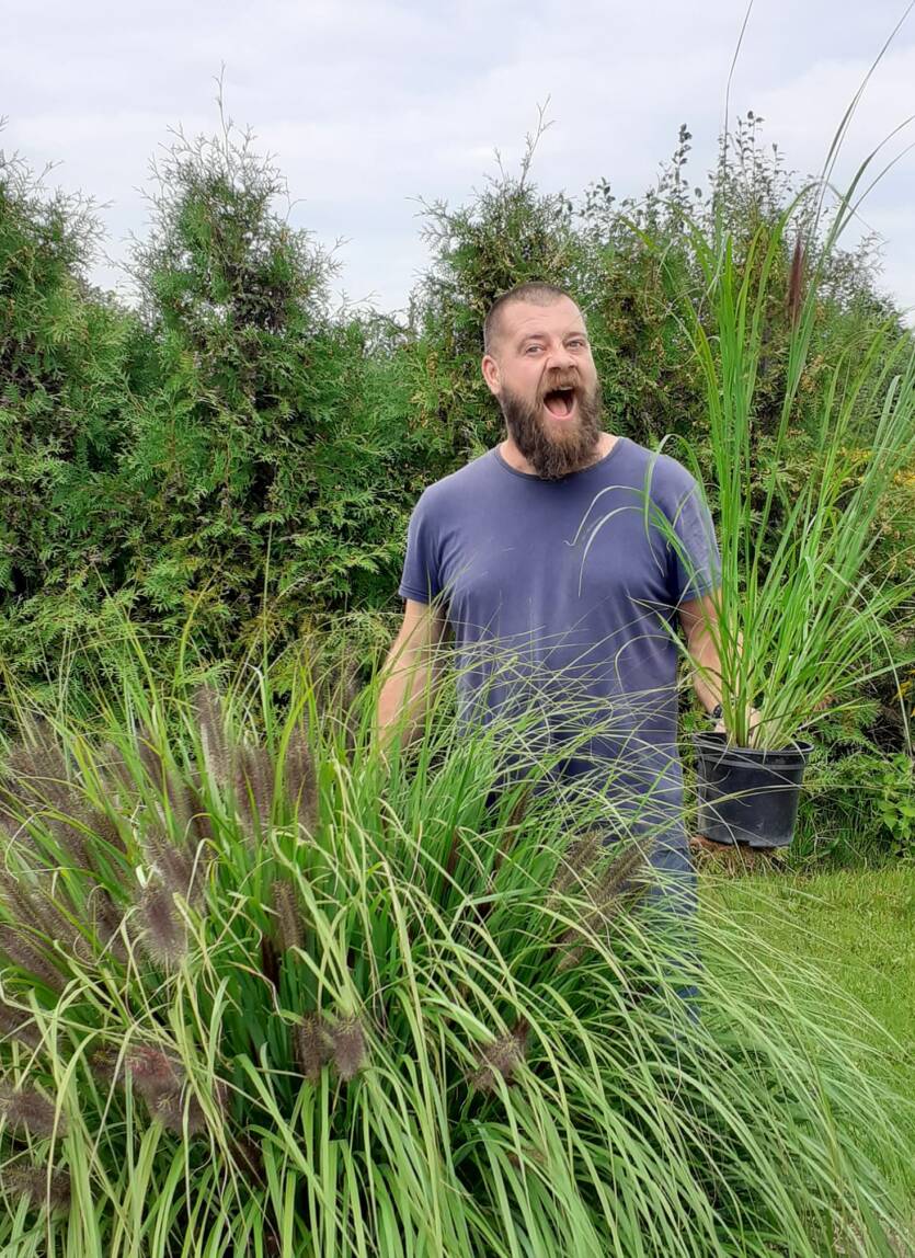 Rozplenica japońska 'Red Head' Pennisetum alopecuroides 'Red Head'