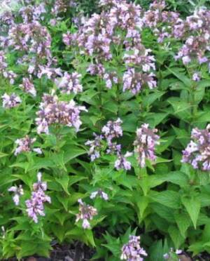 Kocimiętka rozłożysta 'Candy Cat' Nepeta subsesillis 'Candy Cat'  DOSTĘPNA PO 15 CZERWCA 2024