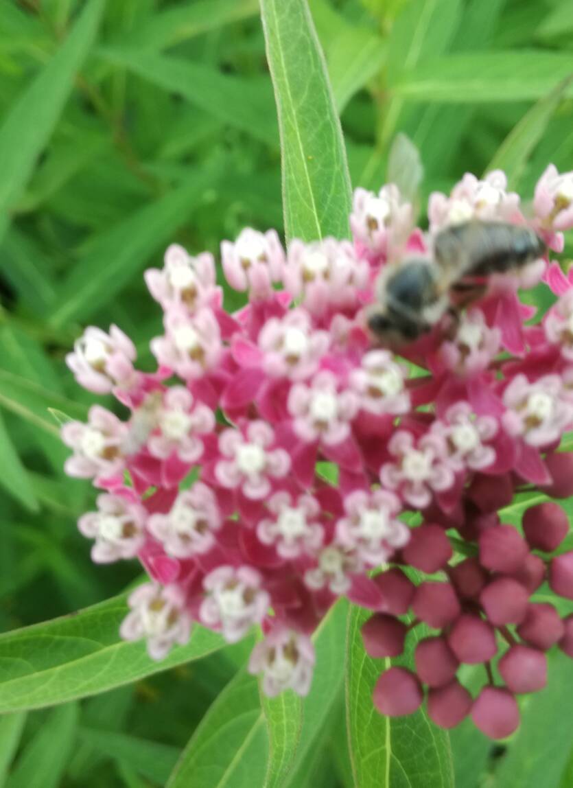 Trojeść krwista 'Cinderella'  Asclepias incarnata 'Cinderella' 