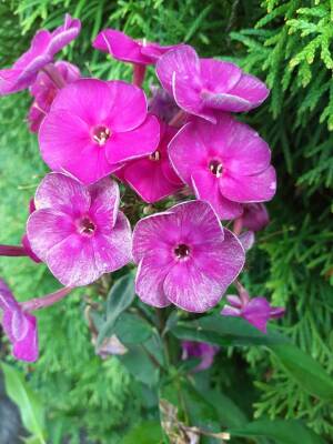 Floks wiechowaty 'Smokey' Phlox paniculata 'Smokey'