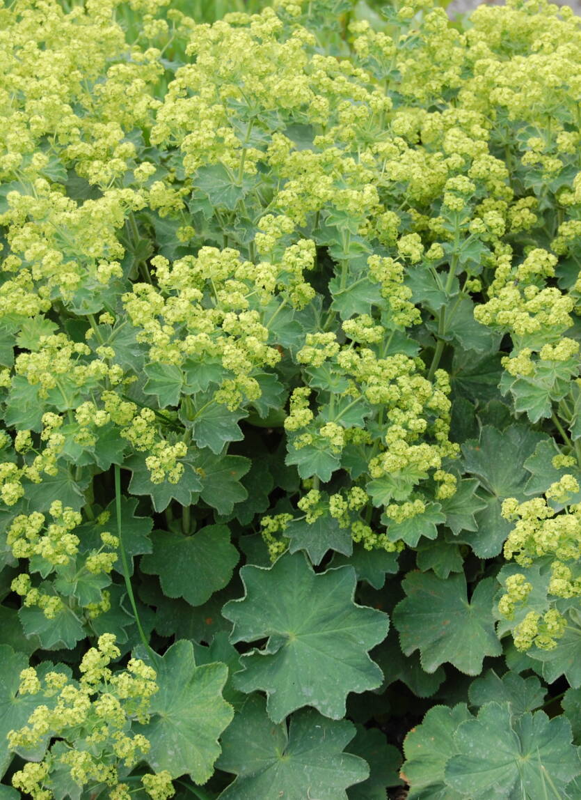 Przywrotnik miękki Alchemilla mollis