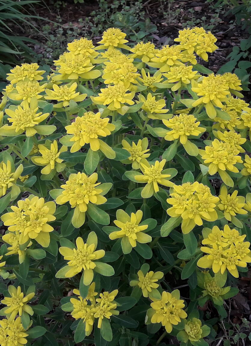 Wilczomlecz pstry Euphorbia polychroma