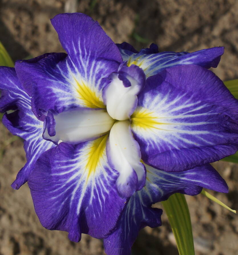 Irys mieczolistny 'Gusto' Iris ensata 'Gusto'