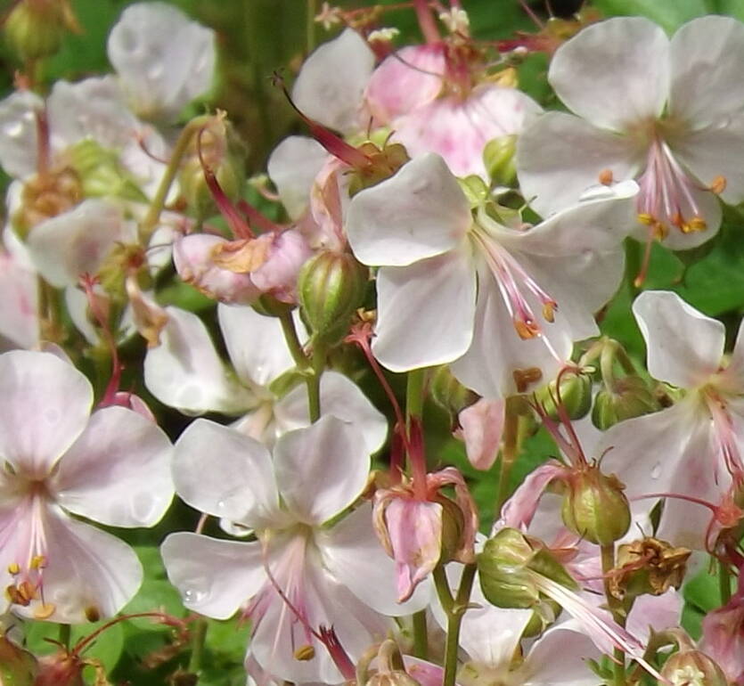 Bodziszek kantabryjski 'Biokovo' Geranium cantabrigiense 'Biokovo'