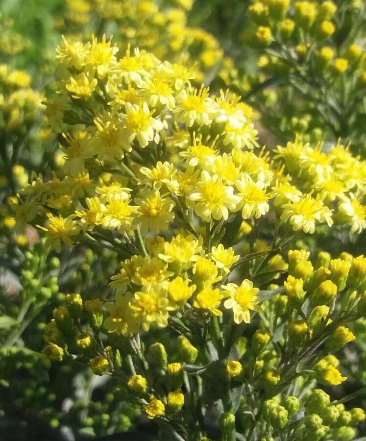 Nawłocioaster żółty 'Lemore'  x Solidaster luteus 'Lemore' 