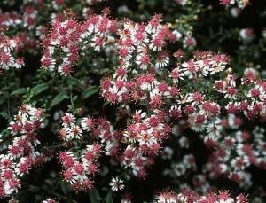 Aster bocznokwiatowy 'Horyzontalis' Symphyotrichum lateriflorus 'Horyzontalis'