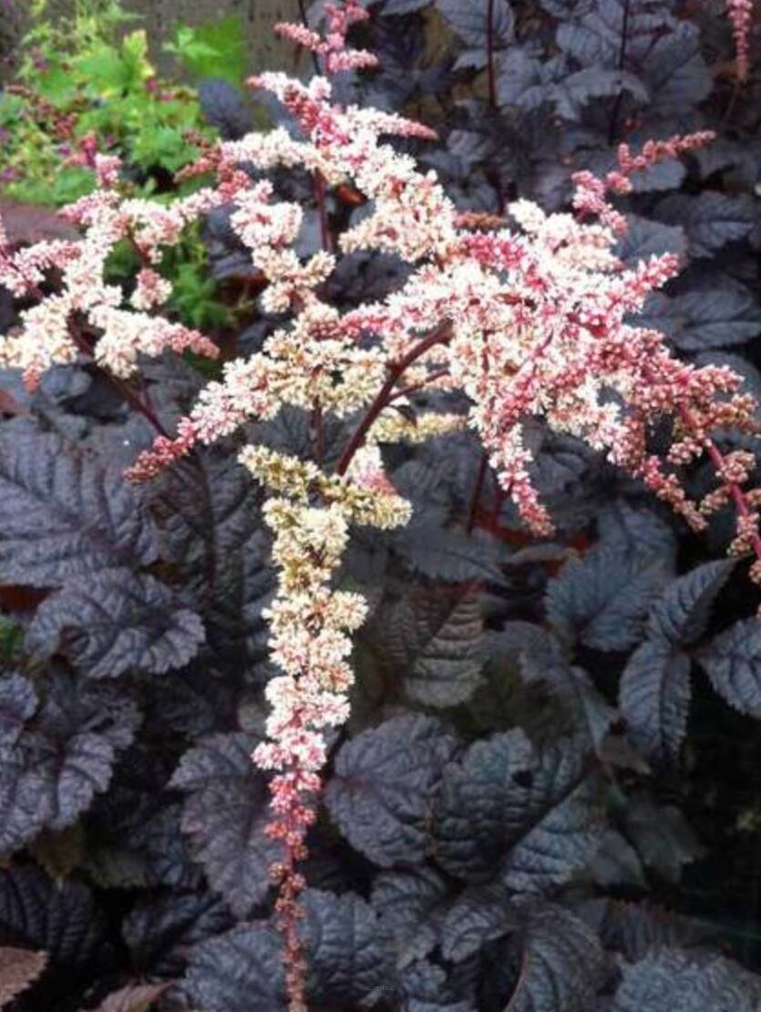 Tawułka Tunberga 'Chocolate Shogun' Astilbe x thunbergii 'Chocolate Shogun' 