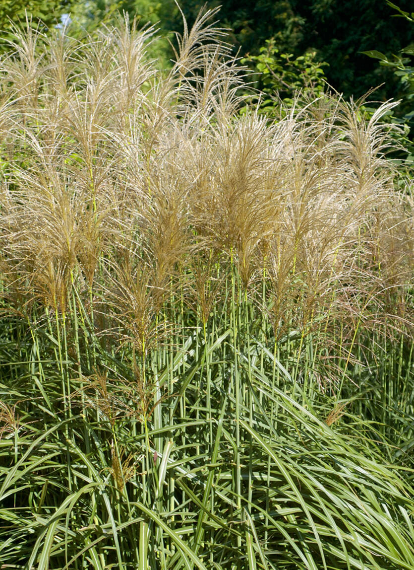 Miskant chiński 'Vanilia Sky' Miscanthus sinensis 'Vanilia Sky'